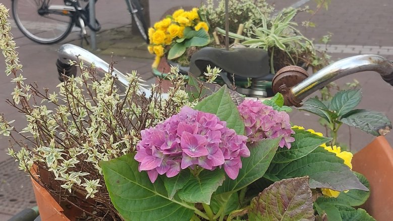 Blumen Blühende Blumen an einem Fahrradlenker.