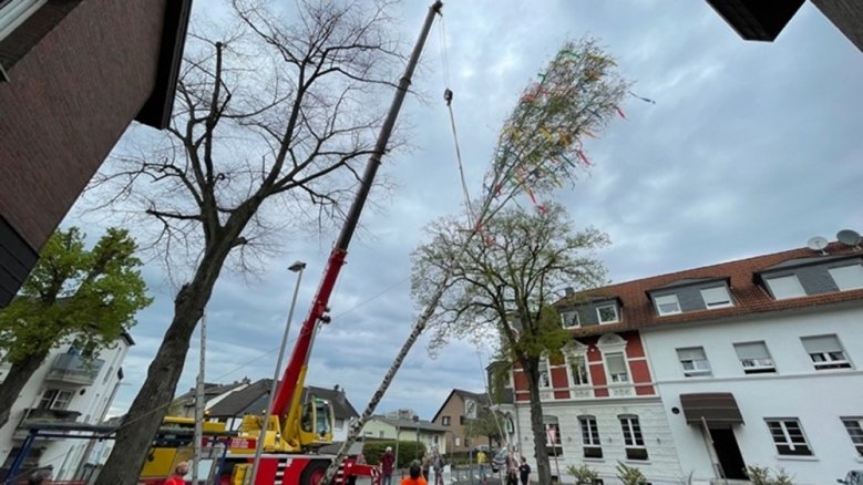 JGV Rosenhügel Maibaum 2023 Maibaum, der mit Hilfe eines Kranwagens aufgestellt wird