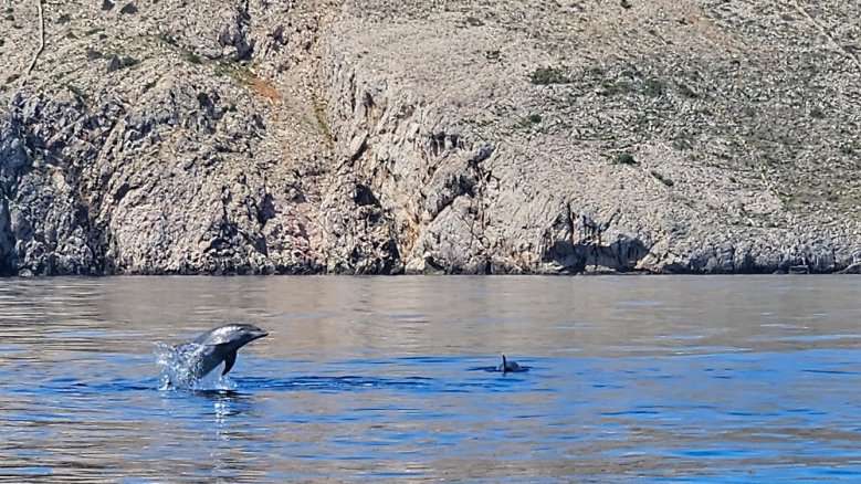 Adria Delfine vor einer Felsküste.