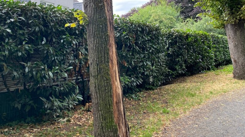 Baumfällung Stammschaden an einer Linde