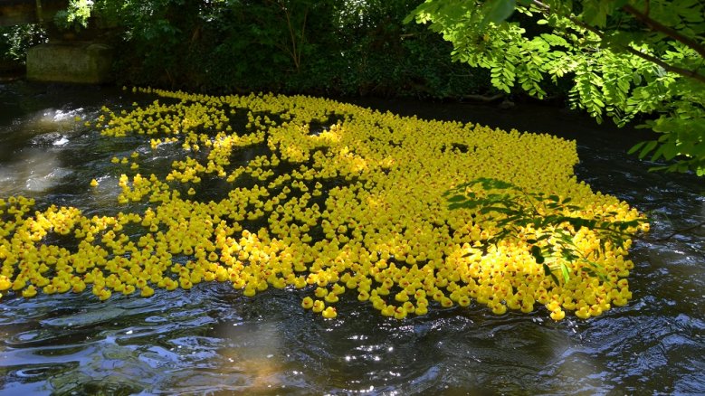 Entenrennen Gelbe Plastikenten auf dem Mühlengraben.