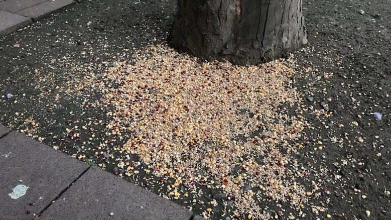 Taubenfütterung Taubenfutter vor einem Baumstamm.