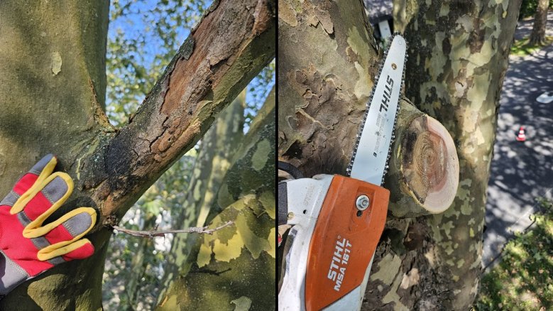 Massariakrankheit Von der Massariakrankheit befallener schwarzgefärbter Ast (links) und der Befall im Holz (rechts)