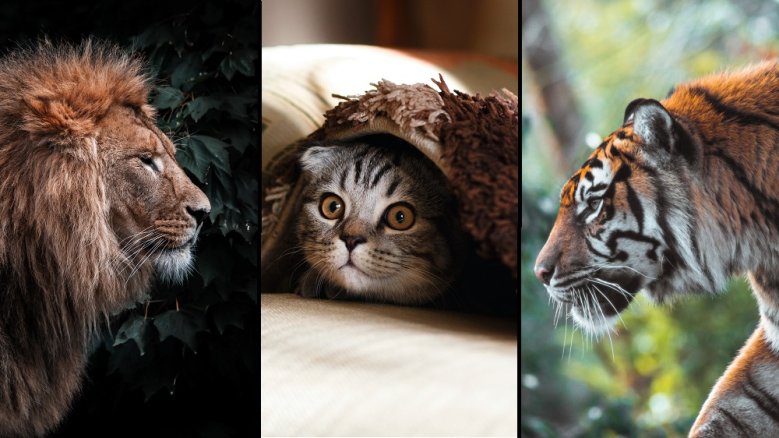 Katzen Katzen