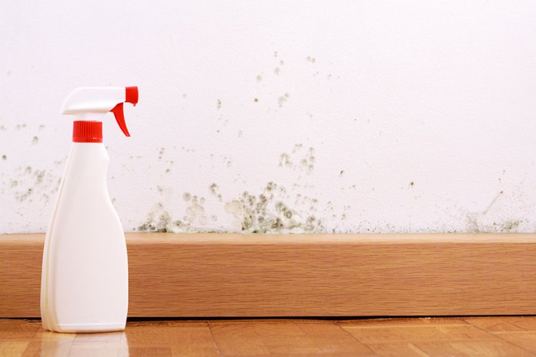 Schimmel Schimmelbildung an der Wand, im Vordergrund eine Sprühflasche