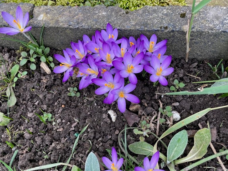 Krokusse Krokusse