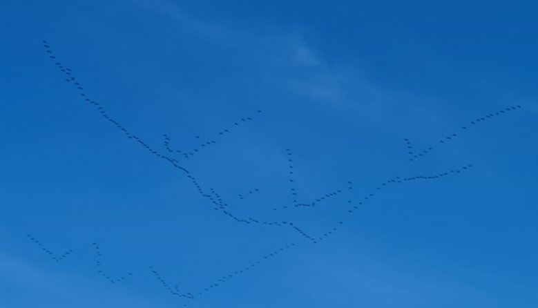 Gänse Gänse
