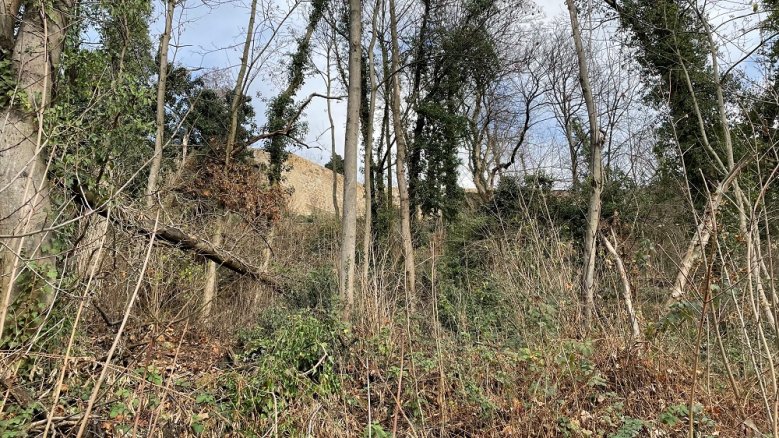 Baumfällung am Westhang Umsetzung des Michaelsbergkonzepts