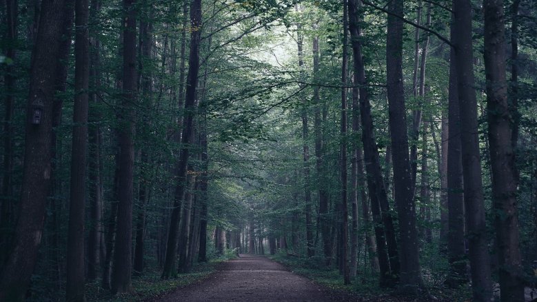 Waldweg - unsplash Waldweg - unsplash