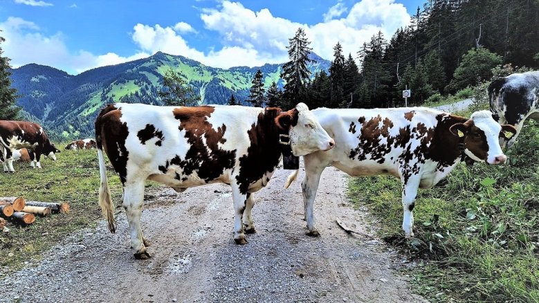 Tannheimer Tal Kühe auf einem Almwirtschaftsweg