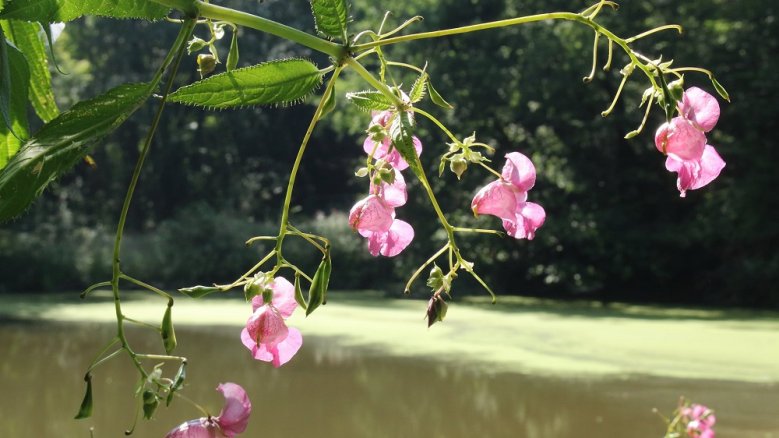 Drüsiges Springkraut Blüten des Drüsigen Springkrauts.