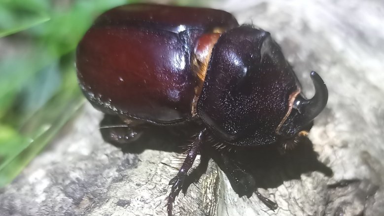 Nashornkäfer Nashornkäfer
