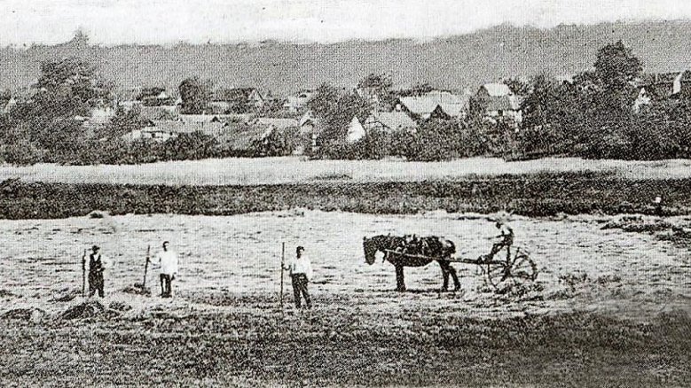 Kornfeld Kaldauen 1910 Kornfeld Kaldauen 1910