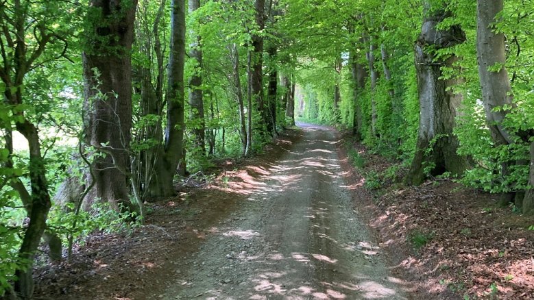 ADFC Waldradtour Forstweg zwischen Baumreihen
