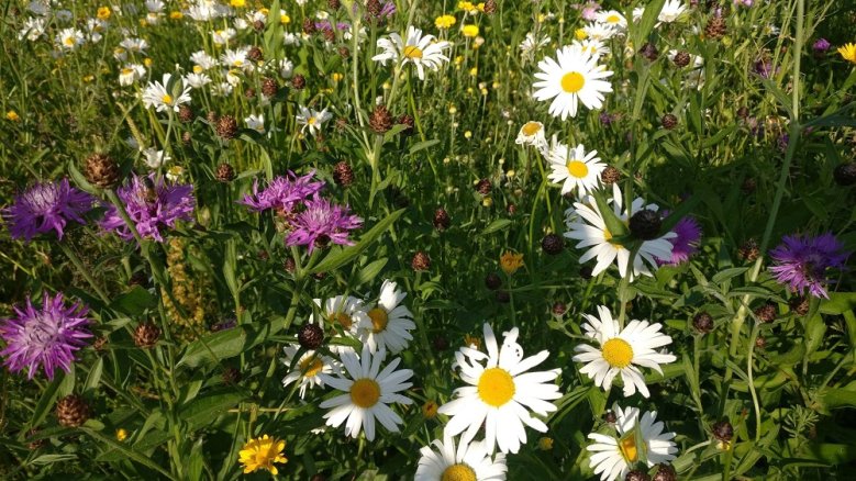 Blühende Blumen auf einer Wiese.