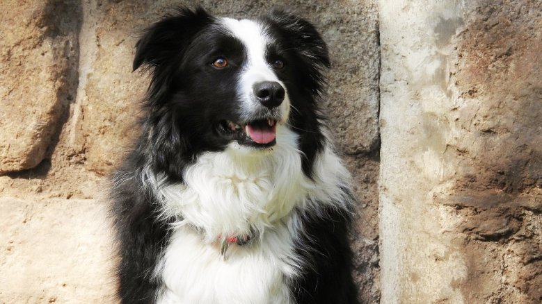 Caesar Lesehund Caesar, ein Australian Shepherd.