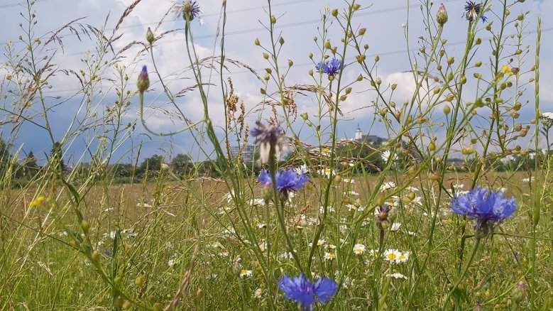 Kornblumen Kornblumen vor dem Michaelsberg unter grauem Himmel.