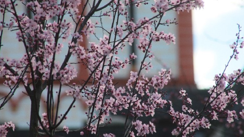 Zierpflaumenblüte - MA Schmiedel Zierpflaumenblüte - MA Schmiedel