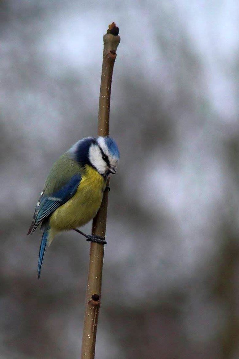 Blaumeise Blaumeise