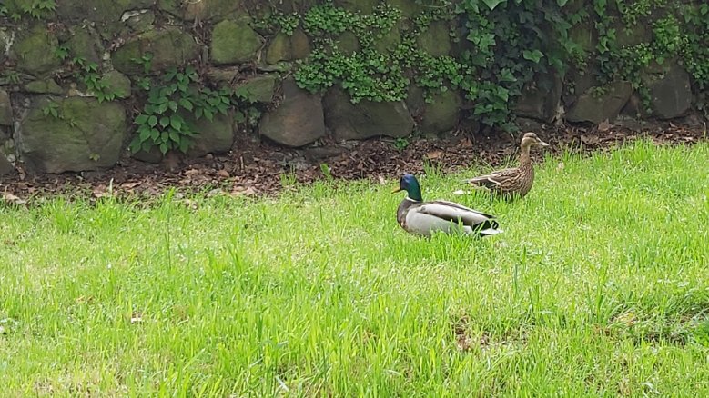 Enten Entenpaar im Gras vor der Stadtmauer.