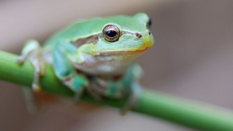 Laubfrosch Laubfrosch