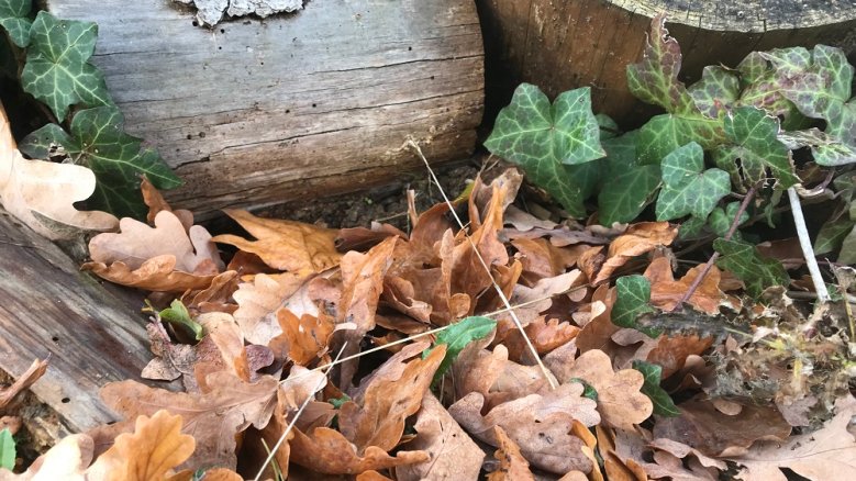 Herbstlaub Herbstlaub