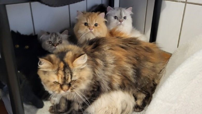 Perserkatzen Perserkatzen