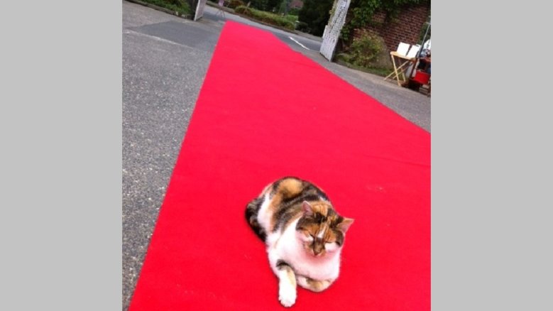 Katze Katze