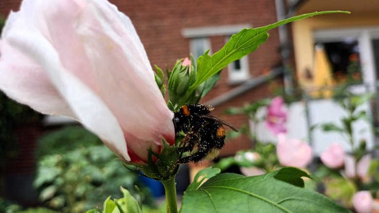 Hummel Hummel