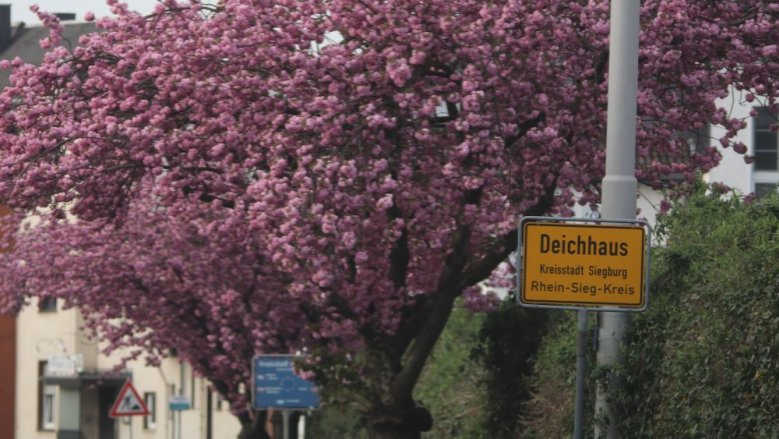 Kirschblüte Deichhaus Kirschblüte Deichhaus