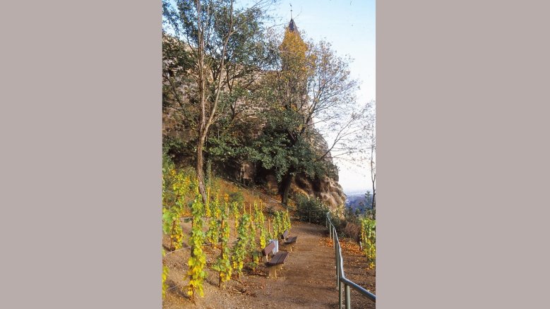 Weinbau 1984 Weinbau 1984