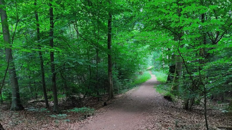 Waldweg Aggeraue Waldweg Aggeraue