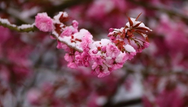 Schnee auf Kirschblüte Schnee auf Kirschblüte