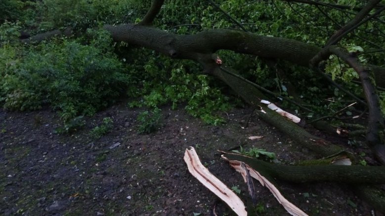 Windwurfahorn Michaelsberg Windwurfahorn Michaelsberg