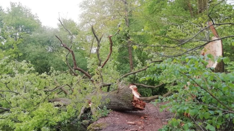 Umgestürzte Eiche im Entenwald Umgestürzte Eiche im Entenwald