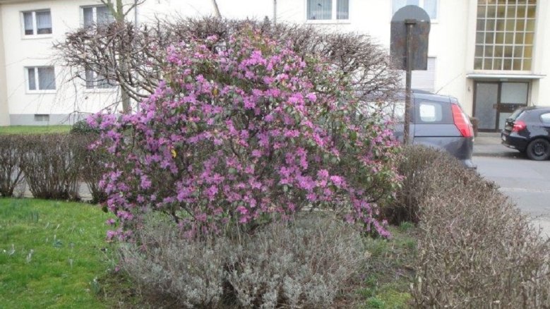 Frühling