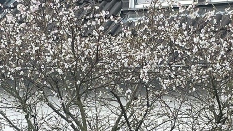 Winterkirsche Winterkirsche