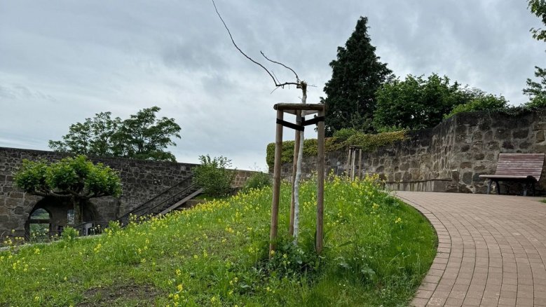 Vandalismus Baeume Michaelsberg NEU Vandalismus Baeume Michaelsberg NEU