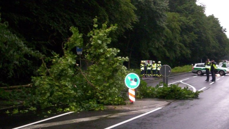 Baum Franzhäuschen Baum Franzhäuschen