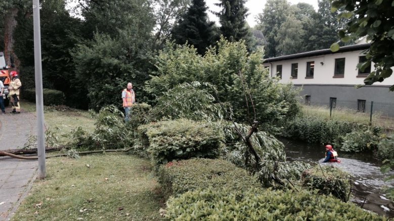 Baum Mühlengraben Baum Mühlengraben