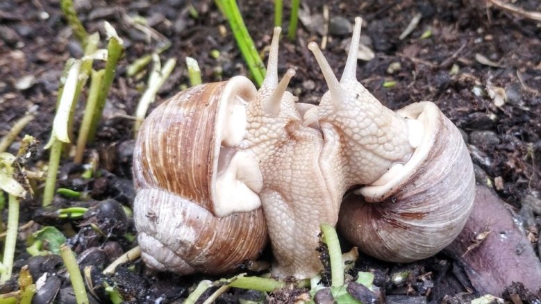 Weinbergschnecken Weinbergschnecken