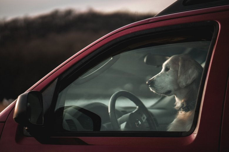 Hund im Auto Hund im Auto.