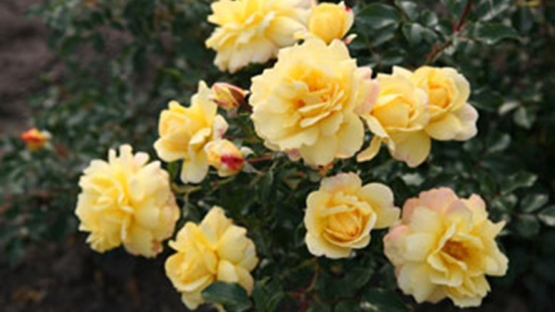 Siegburgia Siegburgia
