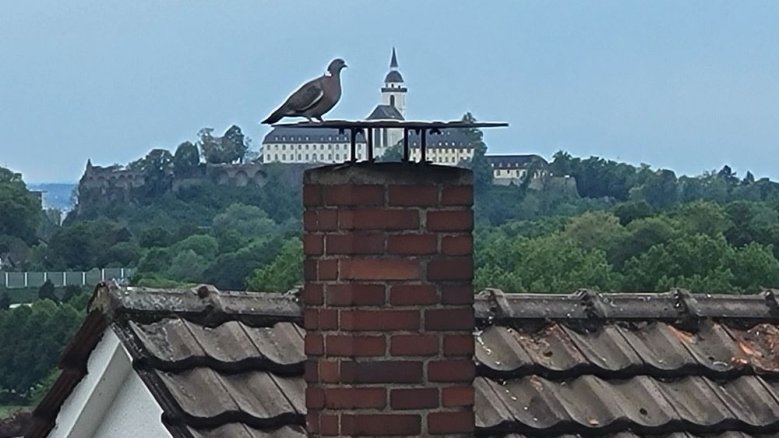 Taube Taube