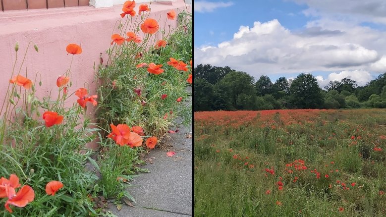 Klatschmohn Klatschmohn