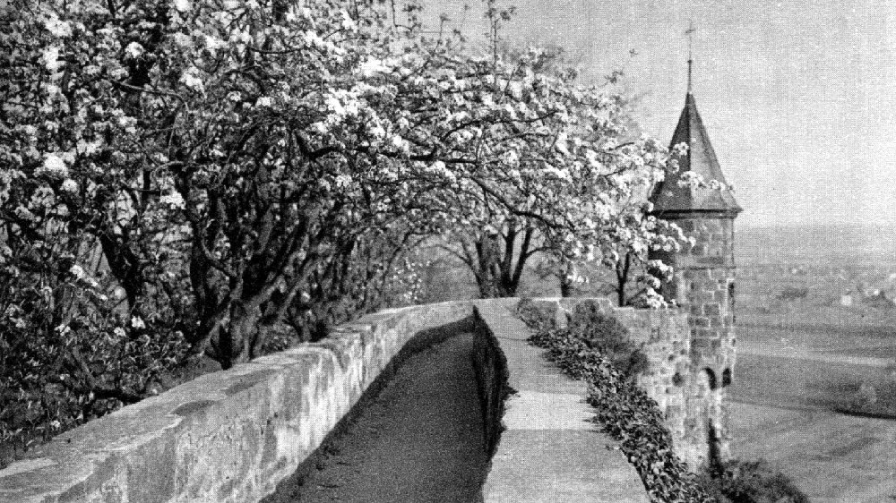 Baumblüten am Johannistürmchen