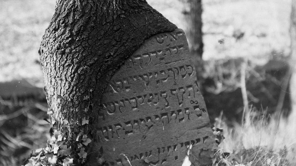 Grabstein mit jüdischen Schriftzeichen, in einen Baum eingewachsen