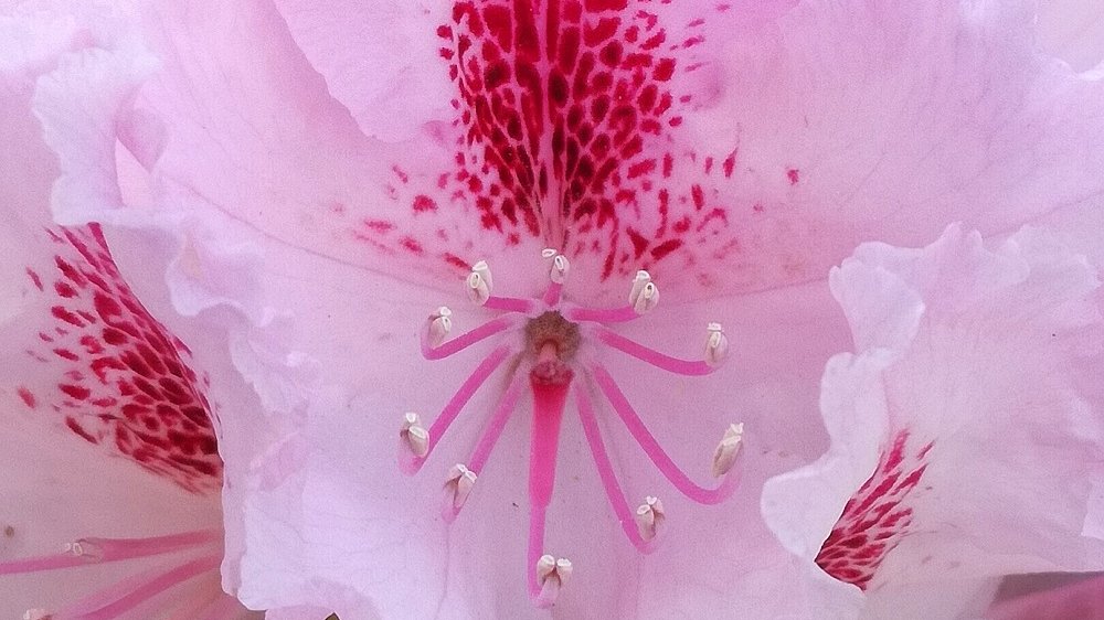 Blick in eine Azaleenblüte