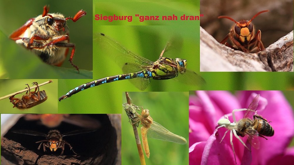 Fotocollage von verschiedenen Insekten 