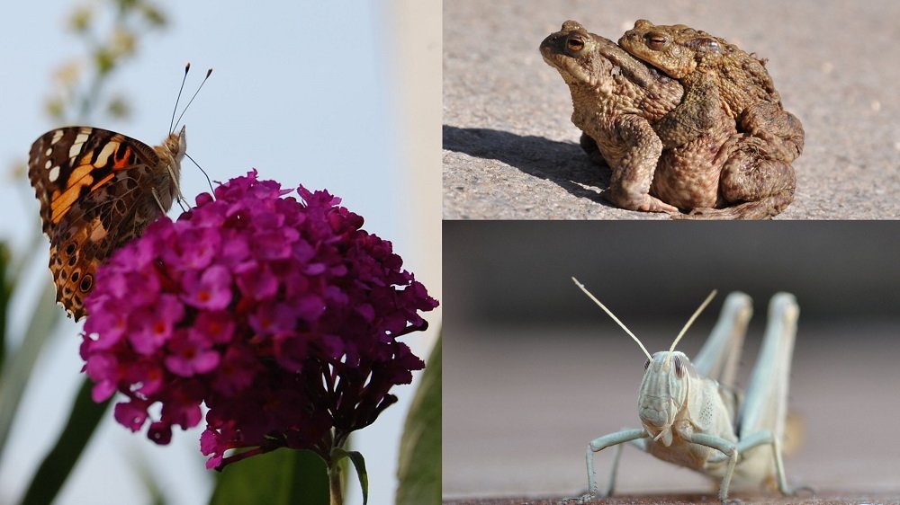 Collage aus drei Fotos: Links ein Foto von einem Schmetterling an einer Blüte, rechts oben von zwei aufeinandersitzenden Erdkröten, rechts unten von einer Heuschrecke
